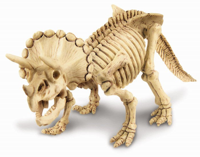 4M Science Triceratops Skeleton (7875448668386)