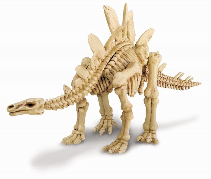 4M Science Stegosaurus Skeleton (7875448176866)