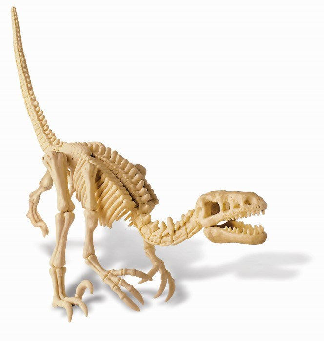 4M Science Velociraptor Skeleton (8239119499490)