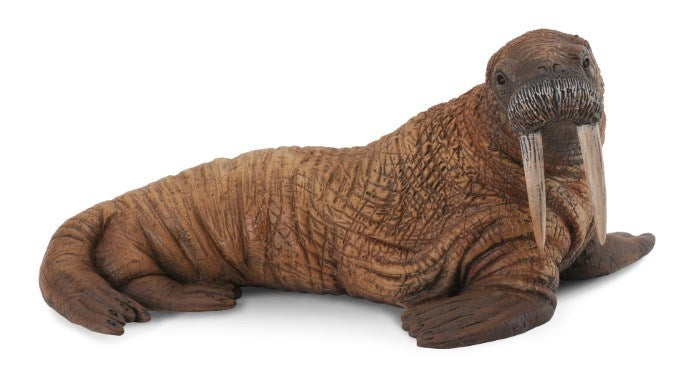 CollectA Walrus Figurine L (6899070435510)