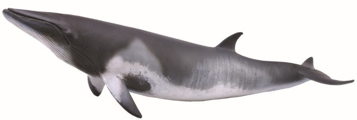 CollectA Minke Whale Figurine XL (8030081712354)