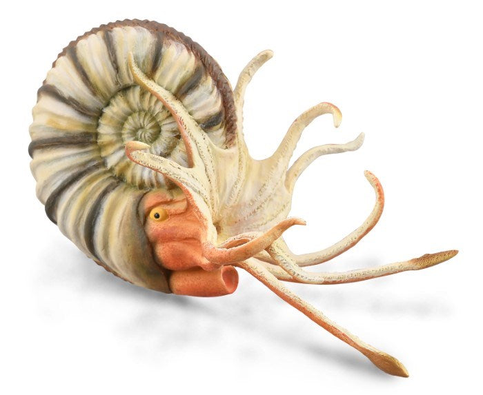 CollectA Pleuroceras Ammonite Figurine XL (7738931445986)