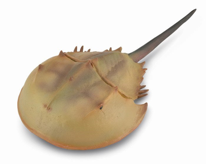 CollectA Horseshoe Crab Figurine XL (8030074372322)