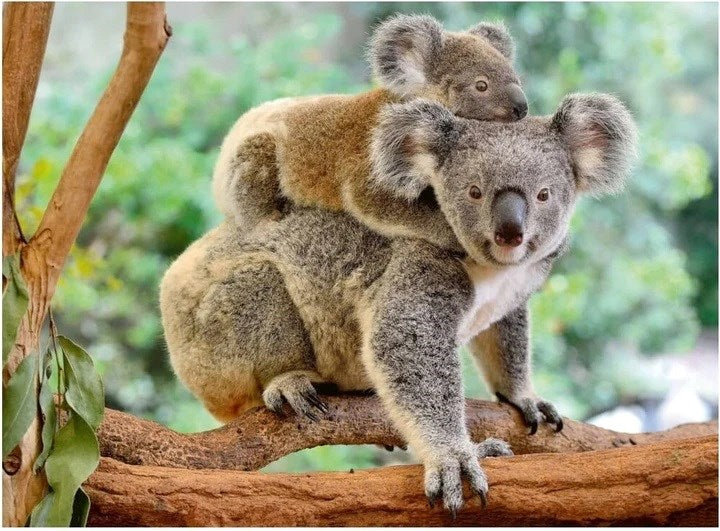 Ravensburger Koala Love Puzzle 200pc (8076834078946)
