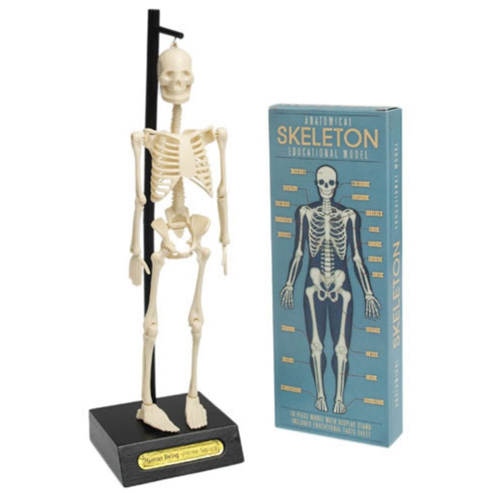 Rex London Anatomical Skeleton Educational Model (7935909265634)