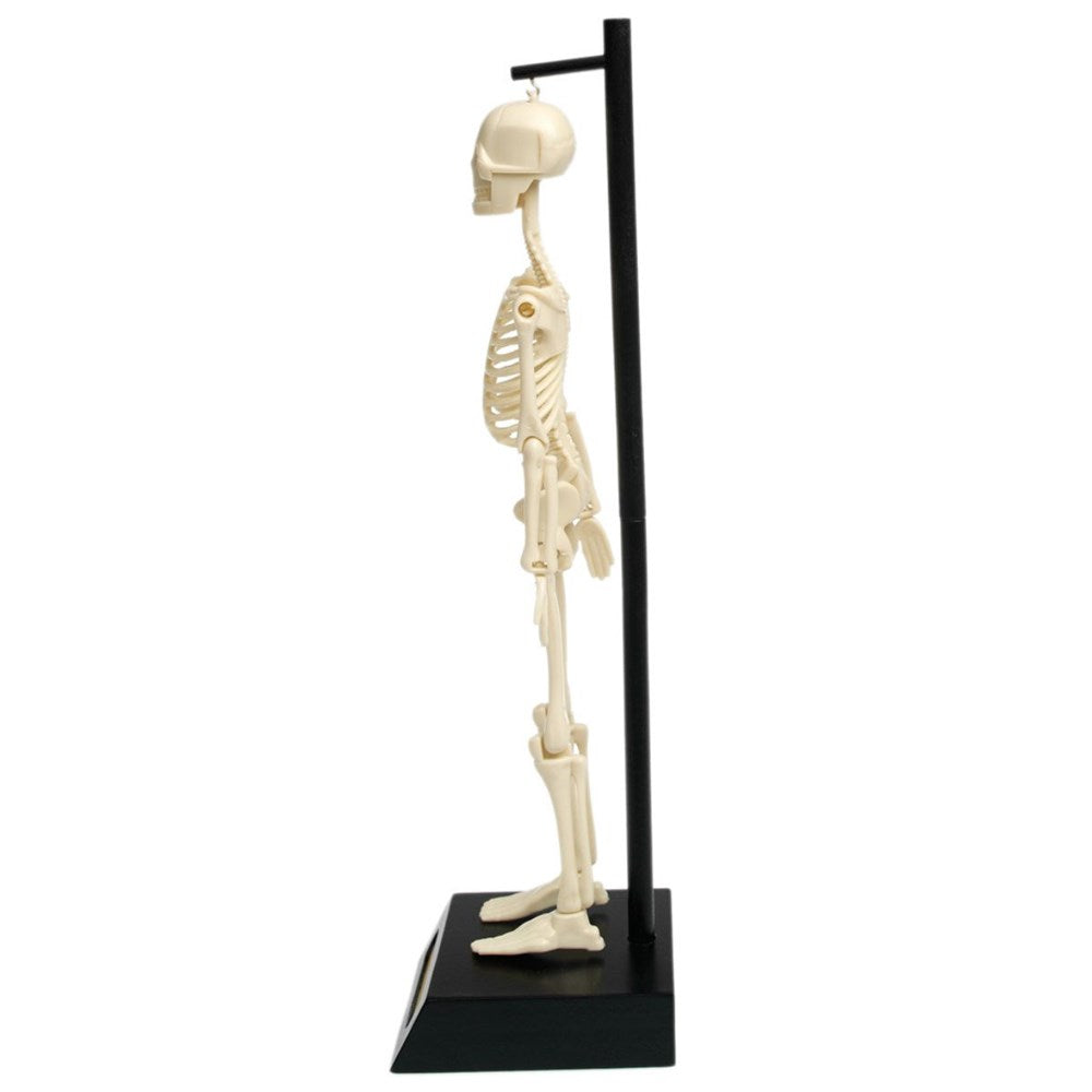 Rex London Anatomical Skeleton Educational Model (7935909265634)