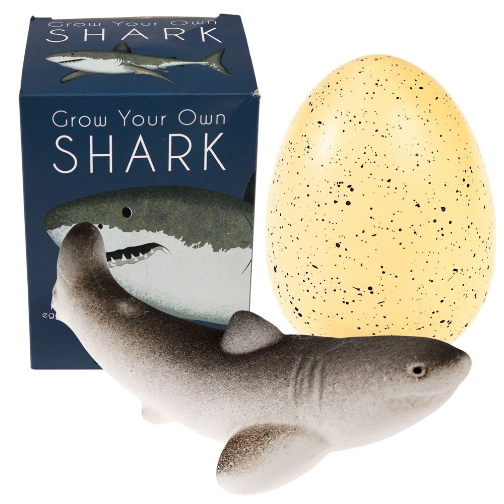 Rex London Shark Giant Hatching Egg (8862064902370)