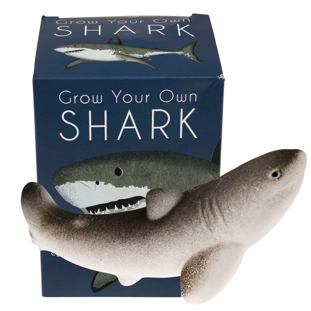 Rex London Shark Giant Hatching Egg (8862064902370)