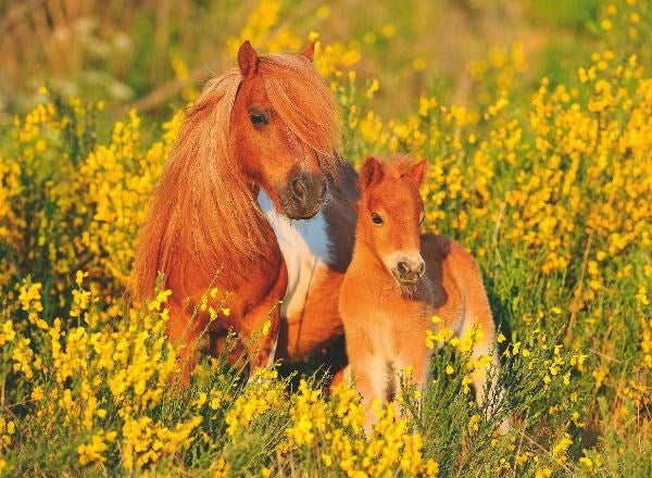 Ravensburger Shetland Ponies 100pc (8076835586274)